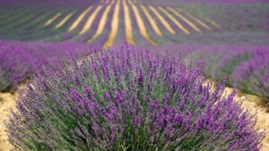 Provence-Alpes-Côte d'Azur